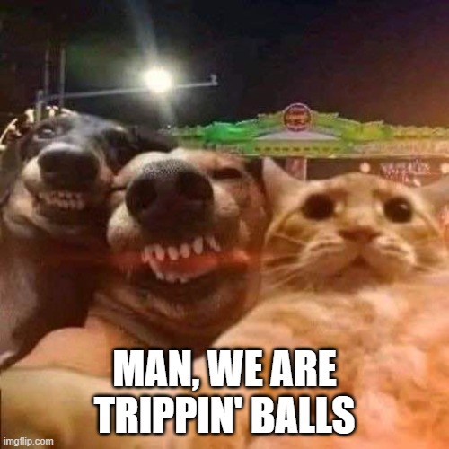 High Dogs | MAN, WE ARE TRIPPIN' BALLS | image tagged in dogs | made w/ Imgflip meme maker