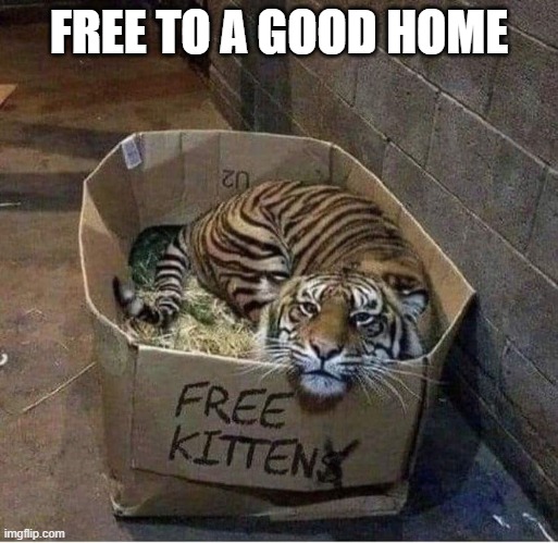 Free Kitten | FREE TO A GOOD HOME | image tagged in cats | made w/ Imgflip meme maker