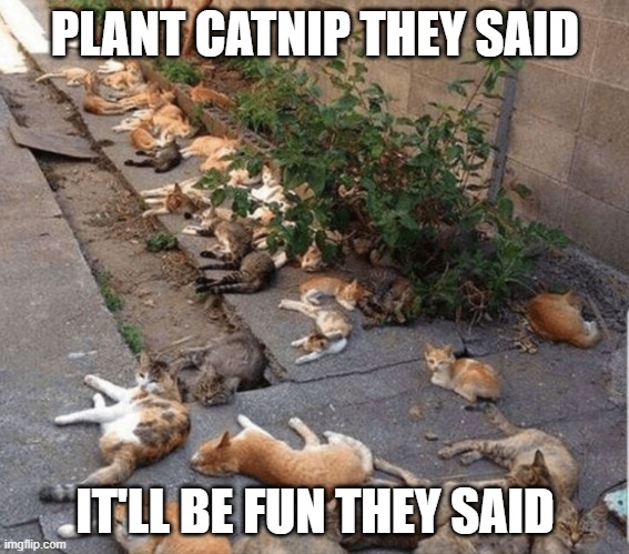 Catnip | PLANT CATNIP THEY SAID; IT'LL BE FUN THEY SAID | image tagged in cats | made w/ Imgflip meme maker