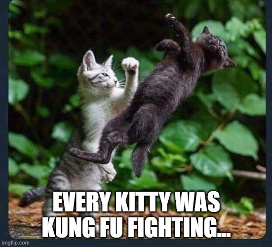 Kung Fu Kitty | EVERY KITTY WAS KUNG FU FIGHTING... | image tagged in cats | made w/ Imgflip meme maker