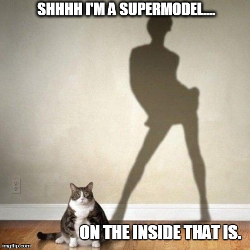 SHHHH I'M A SUPERMODEL.... ON THE INSIDE THAT IS. | image tagged in cats,fat cat,models | made w/ Imgflip meme maker