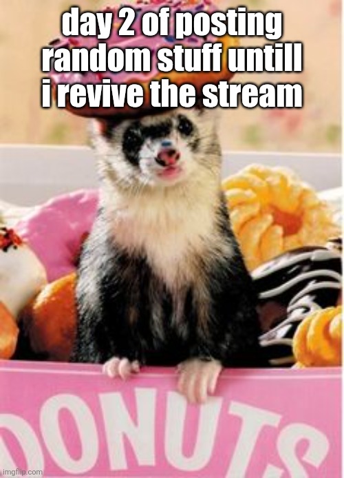 this is lwk kinda cute | day 2 of posting random stuff untill i revive the stream | image tagged in donut ferret | made w/ Imgflip meme maker