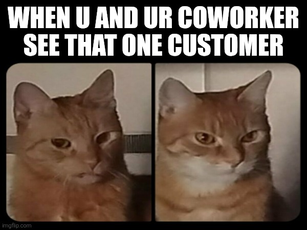 Disgusted and angry cats | WHEN U AND UR COWORKER SEE THAT ONE CUSTOMER | image tagged in memy | made w/ Imgflip meme maker