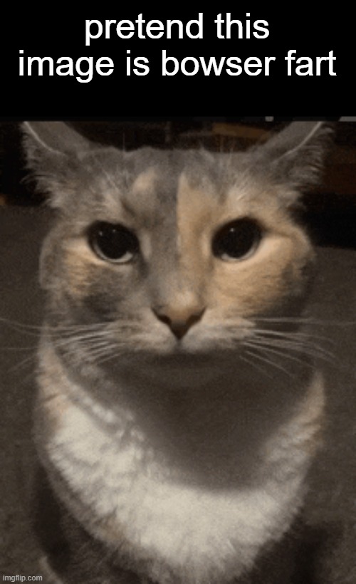 cat dead stare | pretend this image is bowser fart | image tagged in cat dead stare | made w/ Imgflip meme maker