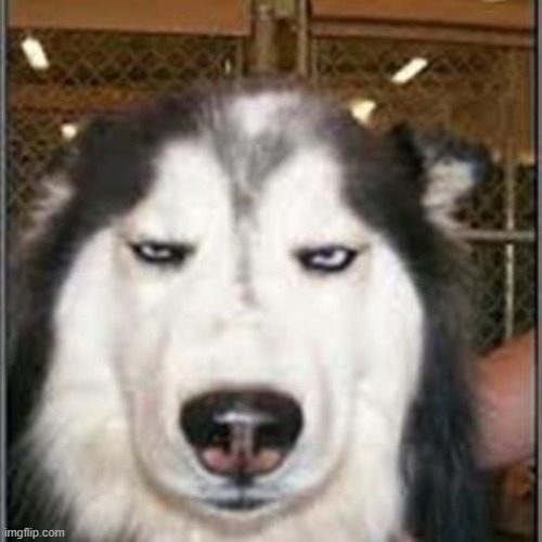 . | image tagged in original pissed off husky | made w/ Imgflip meme maker