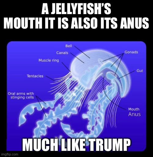 Trump jellyfish | A JELLYFISH’S MOUTH IT IS ALSO ITS ANUS; MUCH LIKE TRUMP | image tagged in donald trump,republicans,conservatives,right wing,maga,dictator | made w/ Imgflip meme maker