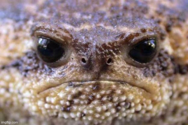 Angry frog | image tagged in angry frog | made w/ Imgflip meme maker