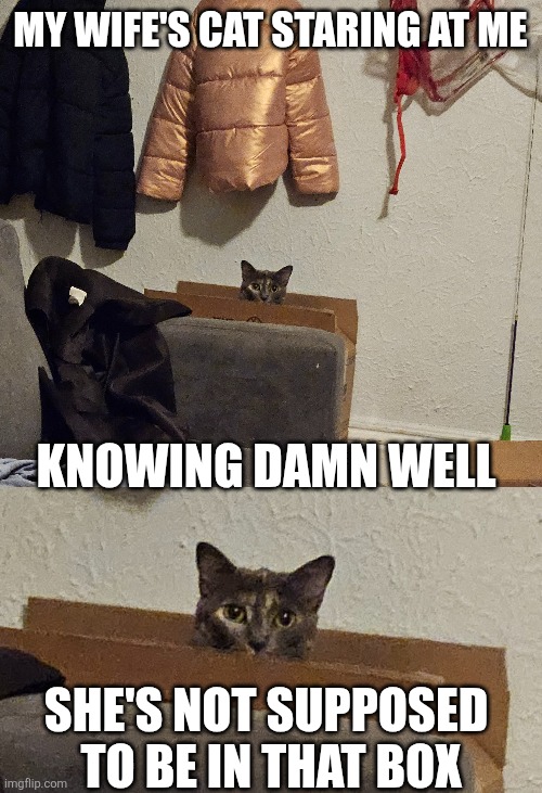 SHE KNOWS WHAT SHE'S DOING | MY WIFE'S CAT STARING AT ME; KNOWING DAMN WELL; SHE'S NOT SUPPOSED 
TO BE IN THAT BOX | image tagged in cats,funny cats | made w/ Imgflip meme maker