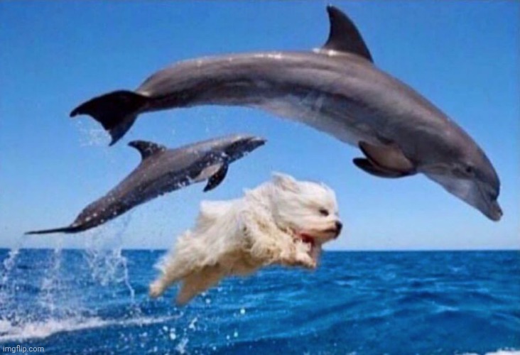 Dog swims with dolphins  | image tagged in dog swims with dolphins | made w/ Imgflip meme maker