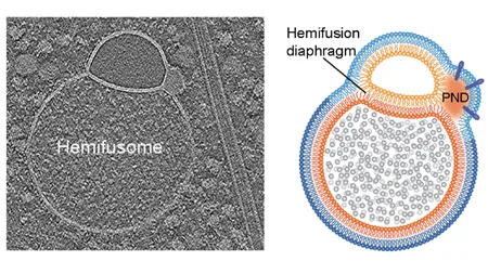 HEMIFUSOME Blank Meme Template