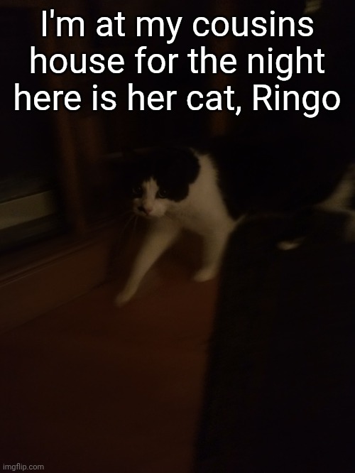 I'm at my cousins house for the night here is her cat, Ringo | made w/ Imgflip meme maker