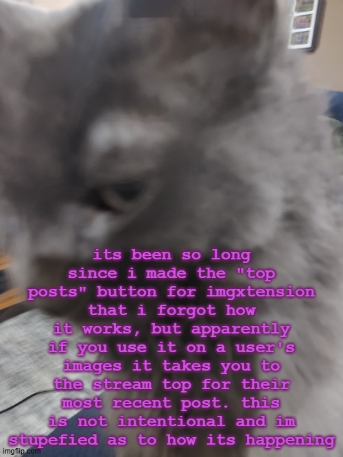 32's Cat | its been so long since i made the "top posts" button for imgxtension that i forgot how it works, but apparently if you use it on a user's images it takes you to the stream top for their most recent post. this is not intentional and im stupefied as to how its happening | image tagged in 32's cat | made w/ Imgflip meme maker