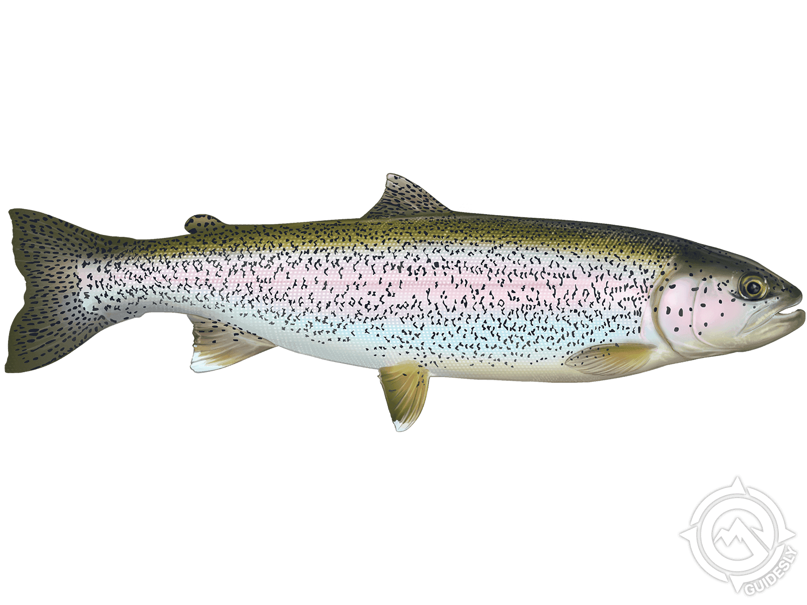 trout truth Blank Meme Template
