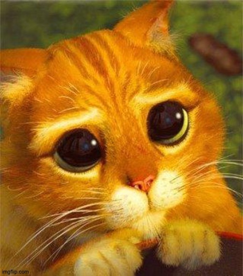 Beggin Puss | image tagged in beggin puss | made w/ Imgflip meme maker