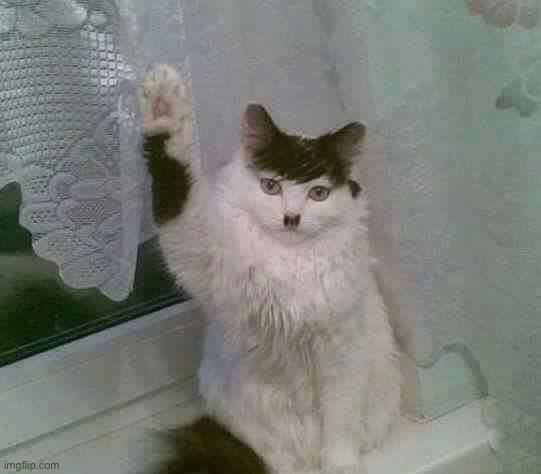 Hitler Cat | image tagged in hitler cat | made w/ Imgflip meme maker