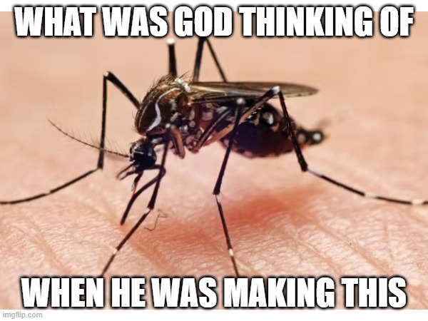 mosquito thing | WHAT WAS GOD THINKING OF; WHEN HE WAS MAKING THIS | image tagged in funny memes | made w/ Imgflip meme maker
