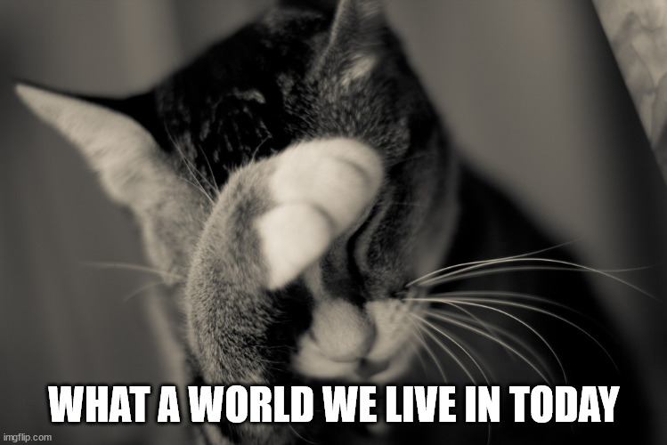 Facepalm cat | WHAT A WORLD WE LIVE IN TODAY | image tagged in facepalm cat | made w/ Imgflip meme maker