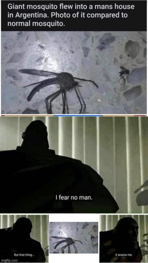 Only in Argentina | image tagged in it scares me,fear,mosquito,argentina | made w/ Imgflip meme maker