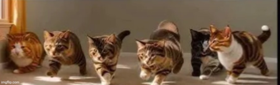 Gay sex cats | image tagged in gay sex cats | made w/ Imgflip meme maker