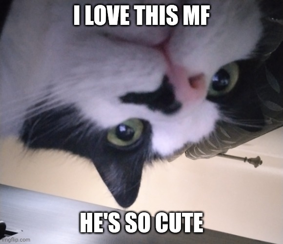 RINGO the cat | I LOVE THIS MF; HE'S SO CUTE | image tagged in ringo the cat | made w/ Imgflip meme maker