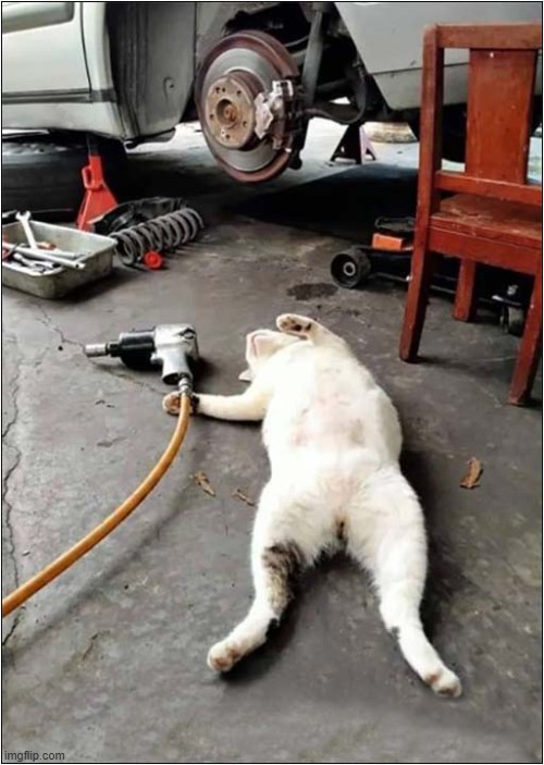Just Taking A Break Boss ! | image tagged in cats,garage,break | made w/ Imgflip meme maker