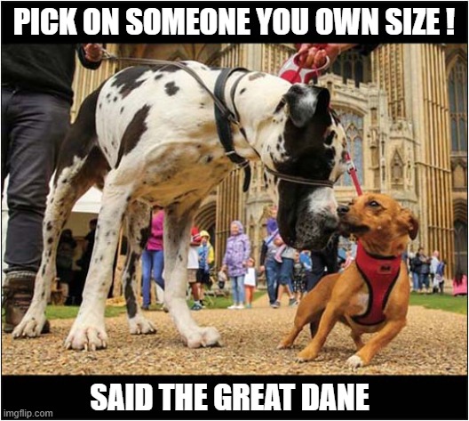 Big Dog Little Dog | PICK ON SOMEONE YOU OWN SIZE ! SAID THE GREAT DANE | image tagged in dogs,size,great dane,heinz57 | made w/ Imgflip meme maker