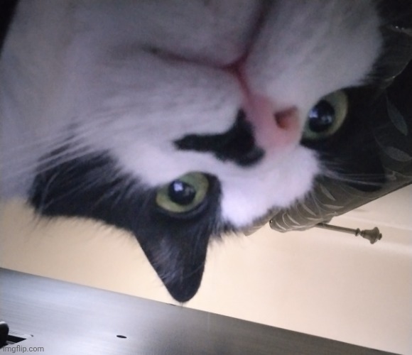 my cousins cat Ringo | image tagged in ringo the cat | made w/ Imgflip meme maker