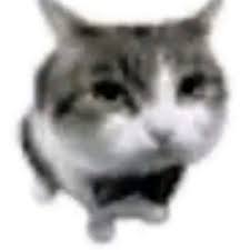 I humbly apologize cat Blank Meme Template