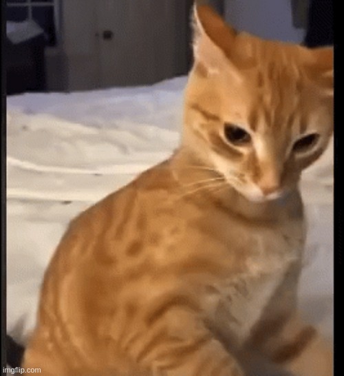 what a nice looking cat! ^^ | made w/ Imgflip meme maker