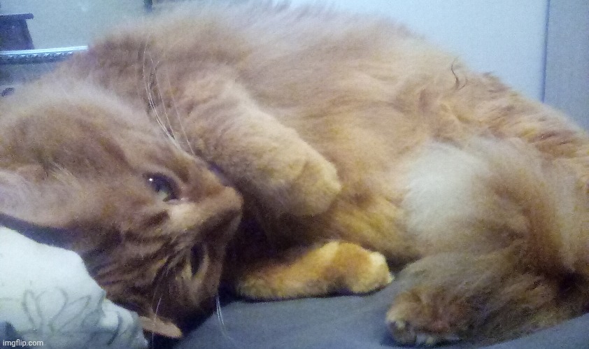 Why this chonk so eepy | made w/ Imgflip meme maker