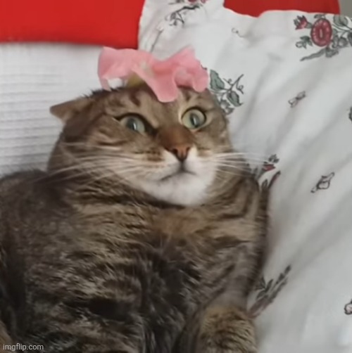 image tagged in cats | made w/ Imgflip meme maker
