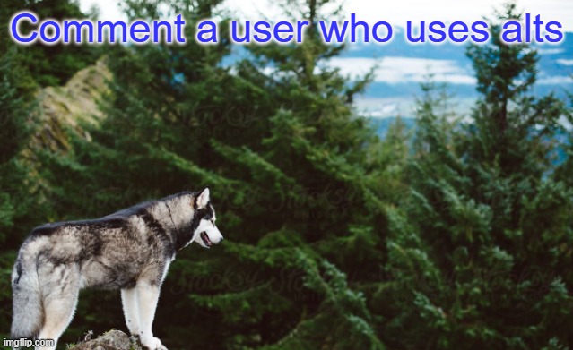 I know alot lol | Comment a user who uses alts | image tagged in husky | made w/ Imgflip meme maker