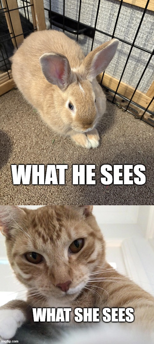 let's make cabbits | WHAT HE SEES; WHAT SHE SEES | image tagged in pets,cat,rabbit,meme | made w/ Imgflip meme maker