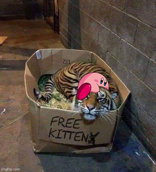 image tagged in free kitten | made w/ Imgflip meme maker