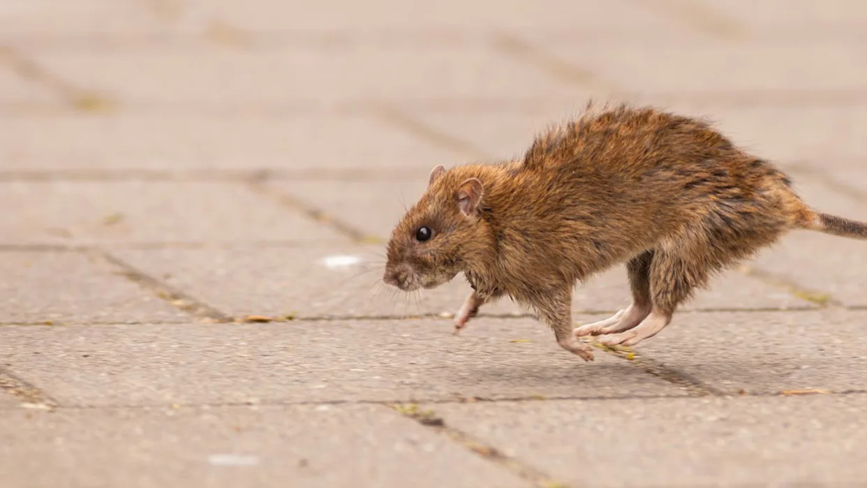 rat Blank Meme Template