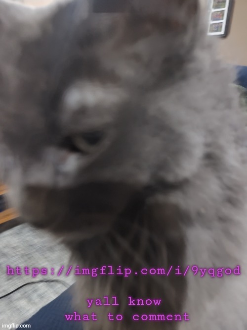 32's Cat | https://imgflip.com/i/9yqgod
 
yall know
 what to comment | image tagged in 32's cat | made w/ Imgflip meme maker