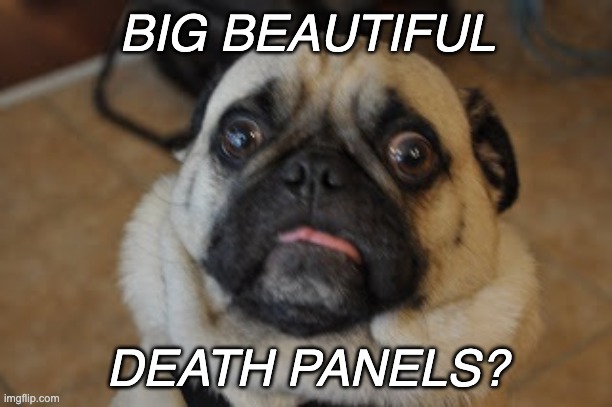 Pug worried | BIG BEAUTIFUL DEATH PANELS? | image tagged in pug worried | made w/ Imgflip meme maker