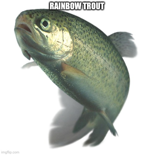 A Rainbow Trout | RAINBOW TROUT | image tagged in rainbow trout | made w/ Imgflip meme maker