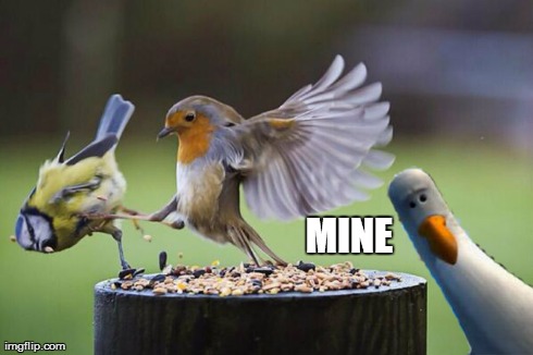 Untitled. | MINE | image tagged in memes,birds,angry birds,finding nemo | made w/ Imgflip meme maker