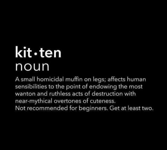 Yes, That's the Definition | image tagged in kittens rock | made w/ Imgflip meme maker