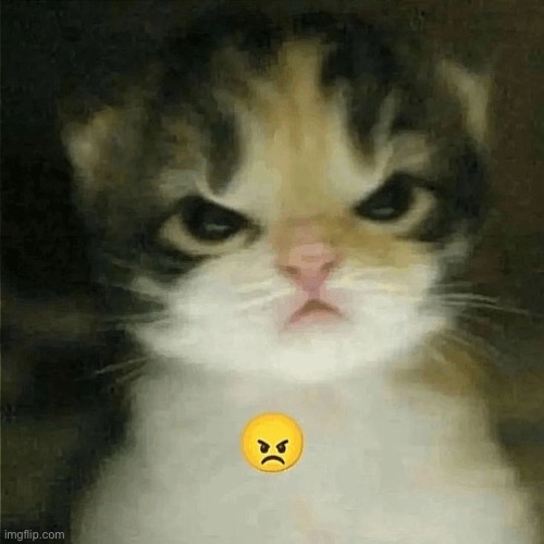 El gatito | image tagged in el gatito | made w/ Imgflip meme maker