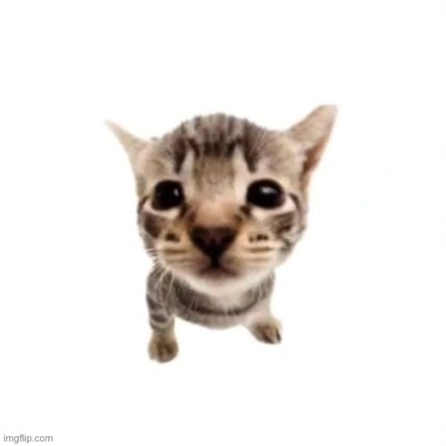 El gatito | image tagged in el gatito | made w/ Imgflip meme maker