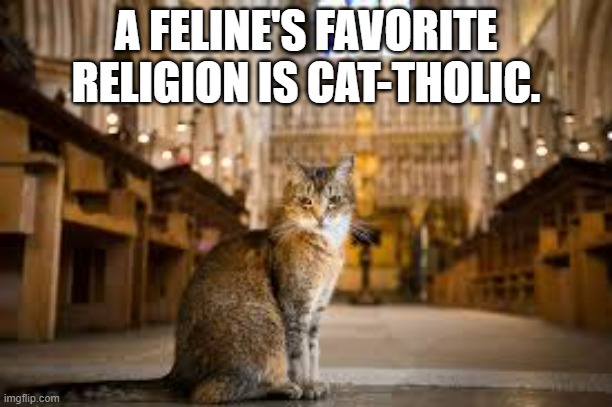 A felines favorite religion is Cat-tholic | A FELINE'S FAVORITE RELIGION IS CAT-THOLIC. | image tagged in cats,funny,religion,catholic,church,kittens | made w/ Imgflip meme maker