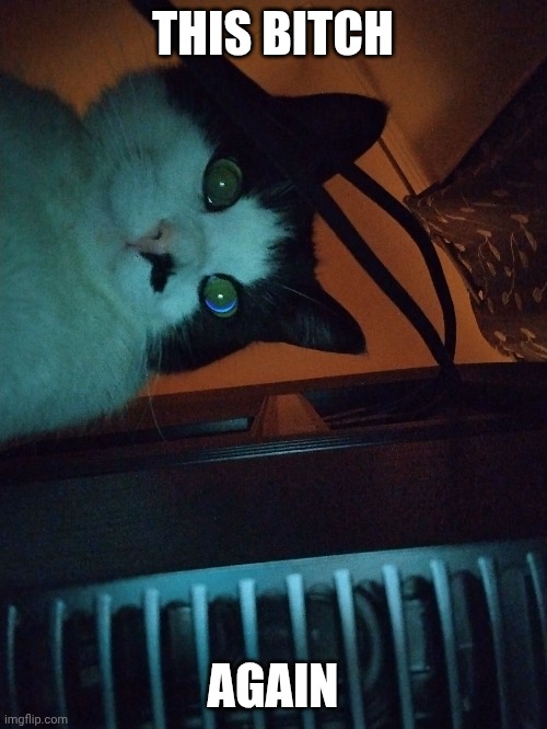 Silly goober | THIS BITCH; AGAIN | image tagged in cats,cat | made w/ Imgflip meme maker