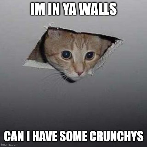 Crunch crunch | IM IN YA WALLS; CAN I HAVE SOME CRUNCHYS | image tagged in memes,ceiling cat,cats | made w/ Imgflip meme maker