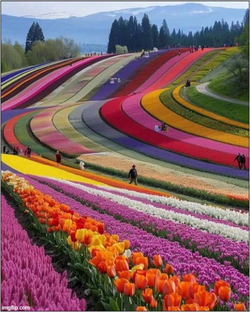 Tulips Hokkaido Japan | image tagged in tulips,japan | made w/ Imgflip meme maker