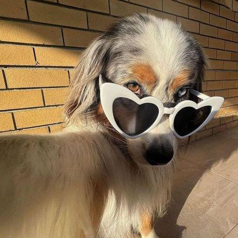 High Quality Sassy Doggo Blank Meme Template