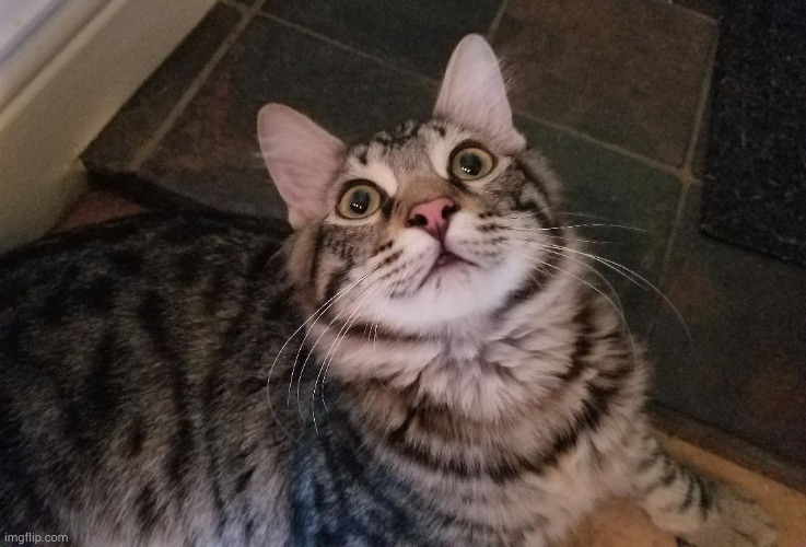 Traumatic Funny Cat | image tagged in traumatic funny cat | made w/ Imgflip meme maker