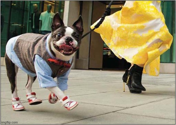 ♫ These Boots Were Made For Walkin' ♫ | image tagged in dogs,boots,song lyrics | made w/ Imgflip meme maker