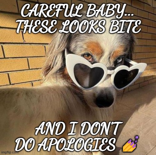 Careful Baby... | CAREFUL BABY... THESE LOOKS BITE; AND I DON'T DO APOLOGIES 💅 | image tagged in sassy doggo | made w/ Imgflip meme maker